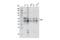 Embryonic Ectoderm Development antibody, 85322S, Cell Signaling Technology, Western Blot image 