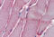 Glutathione S-transferase Mu 2 antibody, MBS245567, MyBioSource, Immunohistochemistry frozen image 