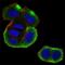 Casein kinase II subunit beta antibody, NBP2-52449, Novus Biologicals, Immunofluorescence image 