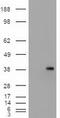 CD326 / EpCAM antibody, CF500171, Origene, Western Blot image 