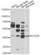 Urotensin 2 Receptor antibody, STJ26066, St John