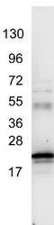 IL-6 antibody, ab6672, Abcam, Western Blot image 