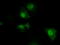 Pleckstrin antibody, M06656-1, Boster Biological Technology, Immunofluorescence image 