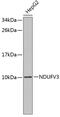 NADH:Ubiquinone Oxidoreductase Subunit V3 antibody, 19-238, ProSci, Western Blot image 