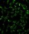 Carbonic Anhydrase 9 antibody, LS-C100340, Lifespan Biosciences, Immunofluorescence image 