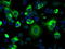 Lysyl Oxidase antibody, TA500877, Origene, Immunofluorescence image 