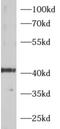 Proteasomal ubiquitin receptor ADRM1 antibody, FNab00182, FineTest, Western Blot image 