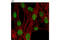 CREB Binding Protein antibody, 7389S, Cell Signaling Technology, Immunofluorescence image 