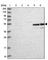 Amidohydrolase Domain Containing 2 antibody, HPA041321, Atlas Antibodies, Western Blot image 