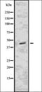 CD32 antibody, orb336728, Biorbyt, Western Blot image 