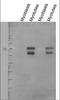 CD36 Molecule antibody, NB400-144, Novus Biologicals, Western Blot image 