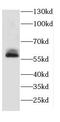 Lysosomal protective protein antibody, FNab01303, FineTest, Western Blot image 