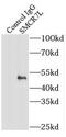 Mitochondrial Elongation Factor 1 antibody, FNab08023, FineTest, Immunoprecipitation image 