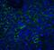 Neuritin 1 antibody, GTX85446, GeneTex, Immunohistochemistry paraffin image 