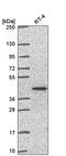 Poly(RC) Binding Protein 1 antibody, HPA068497, Atlas Antibodies, Western Blot image 