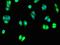 Unc-80 Homolog, NALCN Channel Complex Subunit antibody, orb51966, Biorbyt, Immunocytochemistry image 