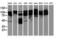 p130cas antibody, M00960, Boster Biological Technology, Western Blot image 