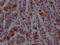 Dihydrofolate Reductase antibody, CSB-RA264582A0HU, Cusabio, Immunohistochemistry frozen image 