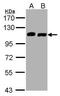 VPS35 Endosomal Protein Sorting Factor Like antibody, PA5-28553, Invitrogen Antibodies, Western Blot image 