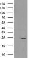 Pseudouridine 5'-Phosphatase antibody, TA502557S, Origene, Western Blot image 