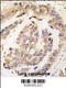 Noelin antibody, 61-447, ProSci, Immunohistochemistry paraffin image 
