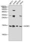 Nuclear Cap Binding Protein Subunit 2 antibody, 22-841, ProSci, Western Blot image 