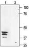 Aquaporin 3 (Gill Blood Group) antibody, TA329015, Origene, Western Blot image 