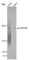 Centrosomal Protein 152 antibody, GTX630984, GeneTex, Western Blot image 