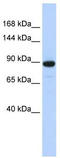 Phosphodiesterase 3A antibody, TA335262, Origene, Western Blot image 