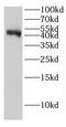 EI24 Autophagy Associated Transmembrane Protein antibody, FNab02680, FineTest, Western Blot image 