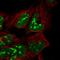 Chromosome 19 Open Reading Frame 53 antibody, HPA061291, Atlas Antibodies, Immunofluorescence image 