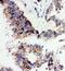 Angiopoietin 1 antibody, LS-C343878, Lifespan Biosciences, Immunohistochemistry frozen image 