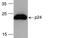 HIV-1 Gag polyprotein antibody, PM-6335-HRP, ProSci, Western Blot image 