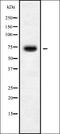 Kelch Like Family Member 36 antibody, orb336251, Biorbyt, Western Blot image 