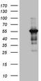 Pellino E3 Ubiquitin Protein Ligase 1 antibody, TA807506S, Origene, Western Blot image 
