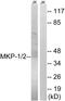 DUSP1 antibody, A30451, Boster Biological Technology, Western Blot image 