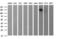 CD44 antibody, LS-C338174, Lifespan Biosciences, Western Blot image 