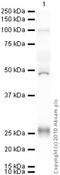 Low Density Lipoprotein Receptor antibody, ab52818, Abcam, Western Blot image 