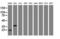 Jun Proto-Oncogene, AP-1 Transcription Factor Subunit antibody, LS-C175402, Lifespan Biosciences, Western Blot image 