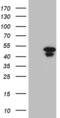 Homeobox D9 antibody, MA5-27194, Invitrogen Antibodies, Western Blot image 