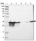 Lactate Dehydrogenase B antibody, HPA019007, Atlas Antibodies, Western Blot image 