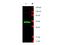 LIM Domain Binding 1 antibody, A01977, Boster Biological Technology, Western Blot image 