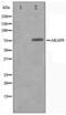 A-Kinase Anchoring Protein 8 antibody, LS-C416025, Lifespan Biosciences, Western Blot image 