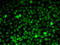 Exportin-5 antibody, 22-488, ProSci, Immunofluorescence image 