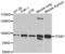 Integrin Subunit Beta 7 antibody, LS-C334353, Lifespan Biosciences, Western Blot image 