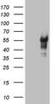 Leucine Rich Repeat Containing 6 antibody, MA5-26766, Invitrogen Antibodies, Western Blot image 