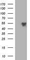 Cleavage Stimulation Factor Subunit 1 antibody, TA590762, Origene, Western Blot image 