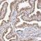 G-Patch Domain And KOW Motifs antibody, HPA000287, Atlas Antibodies, Immunohistochemistry frozen image 