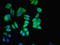 Mitogen-activated protein kinase 3 antibody, LS-C317941, Lifespan Biosciences, Immunofluorescence image 