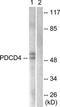 Dug antibody, TA315378, Origene, Western Blot image 